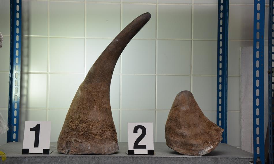 2015-1-13-929foto 1 nosoržčí rohy.JPG